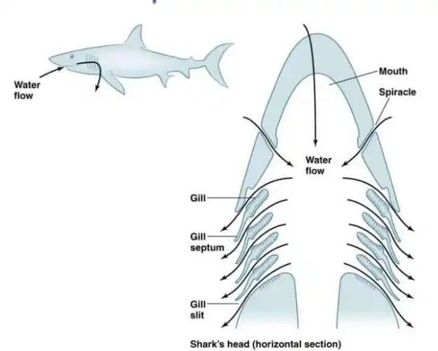 鲨鱼的呼吸系统