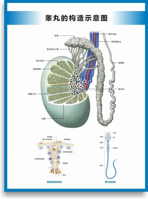 男性生殖挂图生殖器官海报图片医院科室男科挂图 睾丸的构造示意图 40