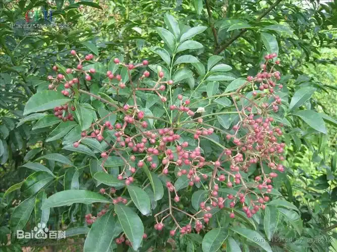 种中文名:簕欓花椒 科:芸香科 中国植物志:43(2):034 评论|  1 小时前