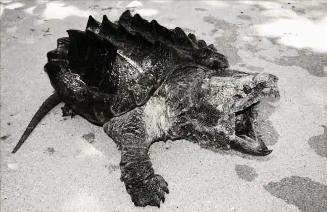 民间故事:尼姑下山,无意中看到财主家井中有乌龟,出手惩治匠人|民间