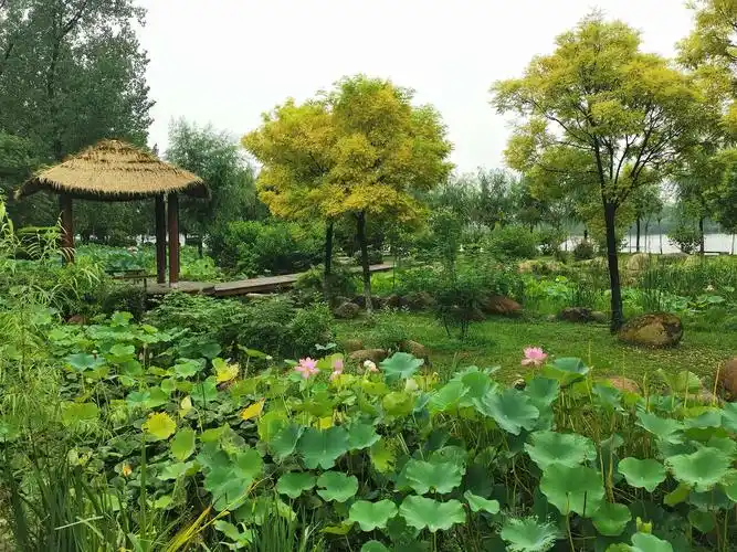 南阳白河湿地公园/荷香四溢醉游人