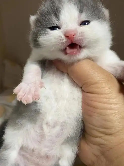 英短蓝白三花蓝乳