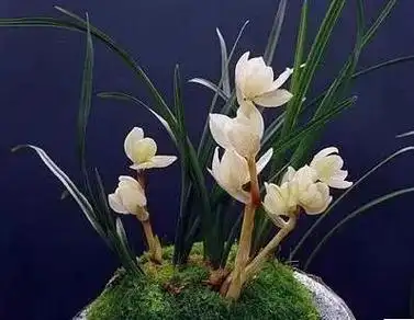 十种名贵的兰花品种之——素冠荷鼎