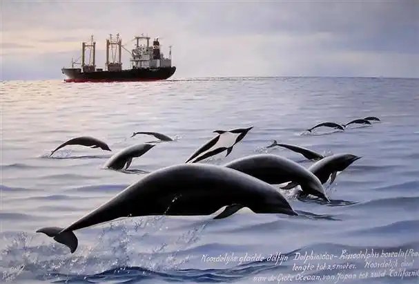 lissodelphis borealis