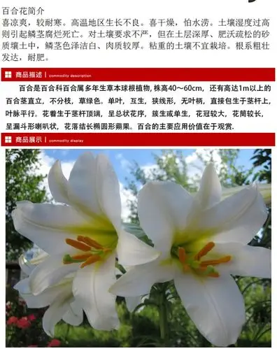 进口香水百合种球带芽四季易种植多年生花卉室内外阳台盆栽