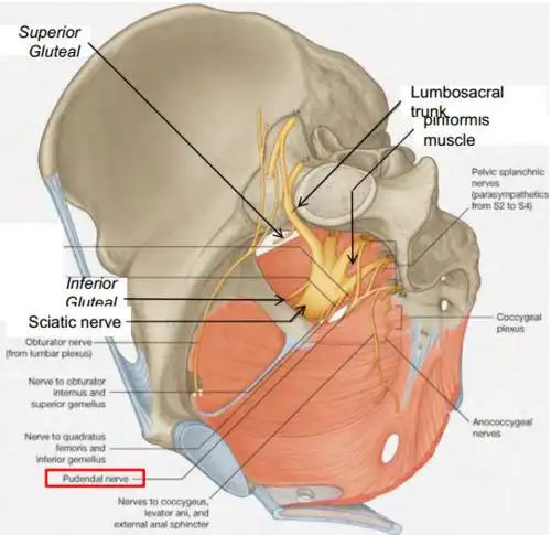 besides the sciatic nerve, what other nerves are also derived