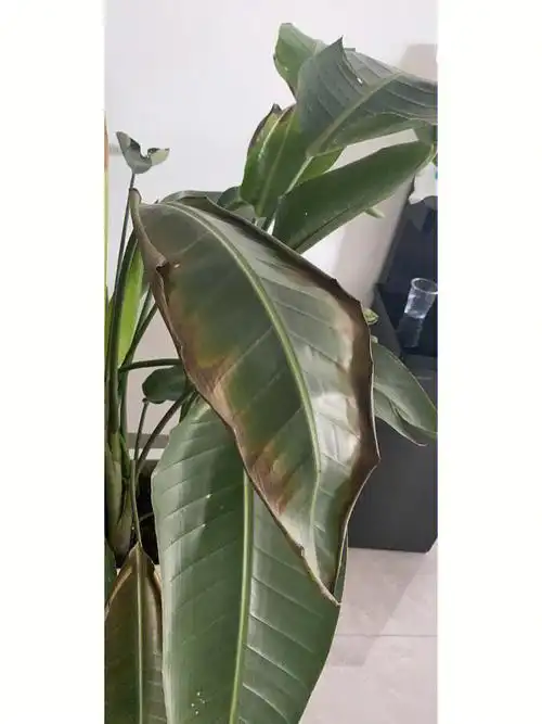 pdd入的天堂鸟叶片开裂