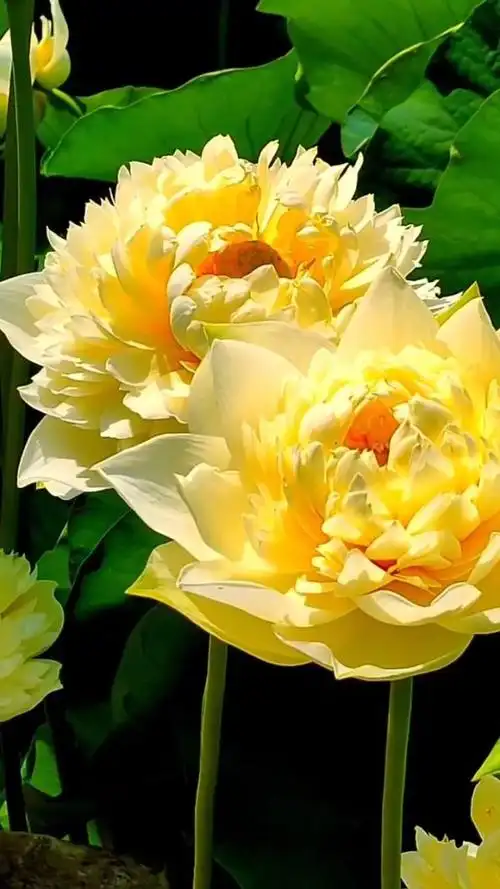 稀有荷,重瓣千朵莲 … ,  …金黄色的千瓣莲花…… .