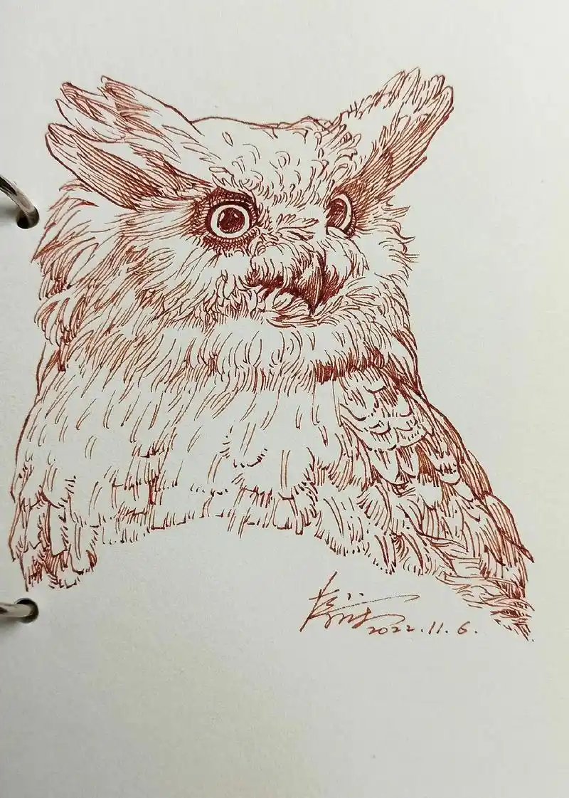 速写:猫头鹰.#钢笔画 #学画画 #钢笔速写  有课 - 抖音