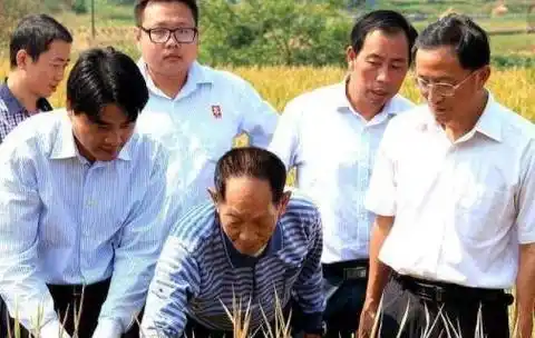提起袁隆平我们都知道的他是中国杂交水稻育种专家,中国研究与发展