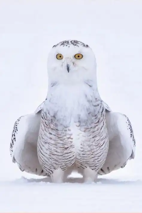 海德薇简笔画海德薇简笔画卡通图