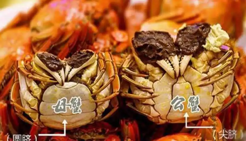 金秋十月吃螃蟹,阳澄湖老蟹农教你,怎么挑选新鲜肥美的大闸蟹!