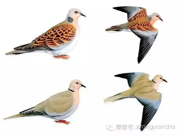 中国境内的5种斑鸠,你分得清吗