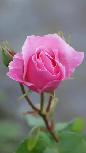 鲜艳迷人的玫瑰花,图片大全,高清,图库-回车桌面