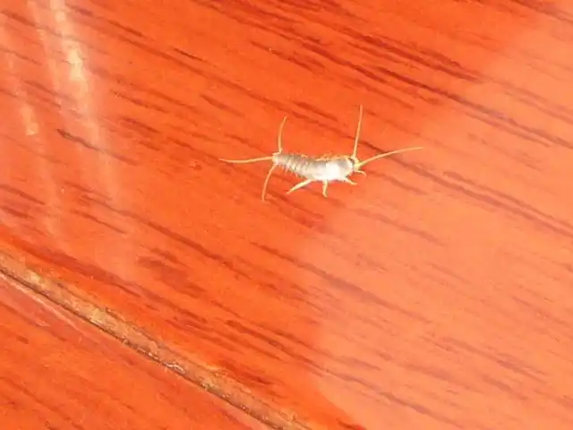 我家实木地板生虫了,求鉴别