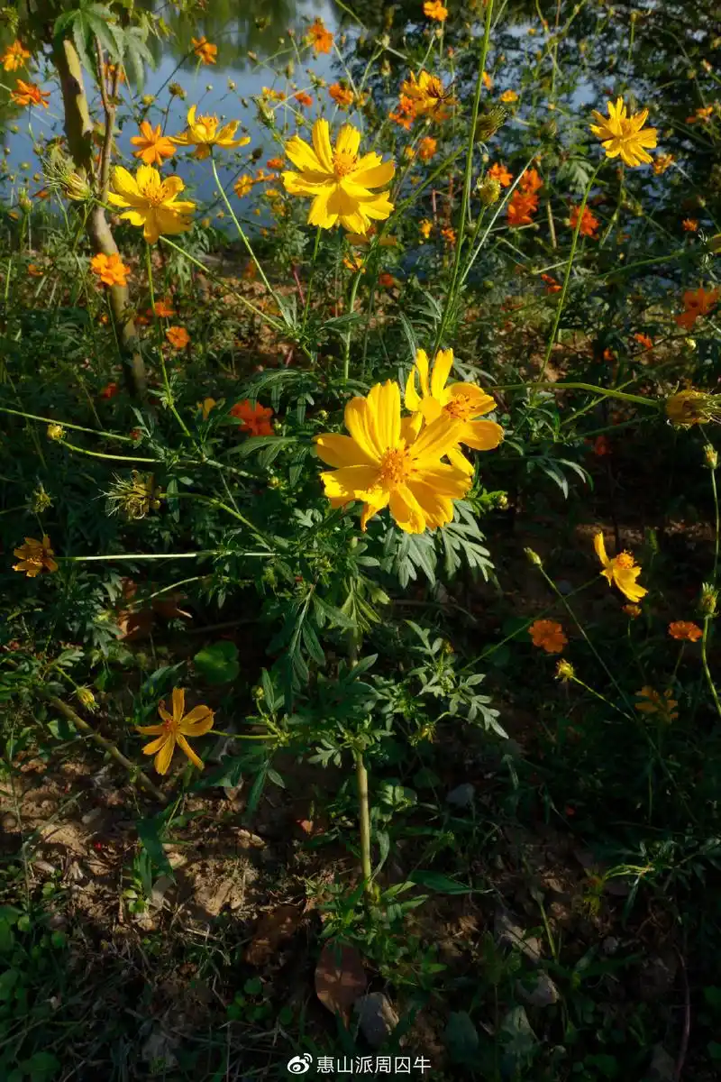 硫磺菊(黄秋英)