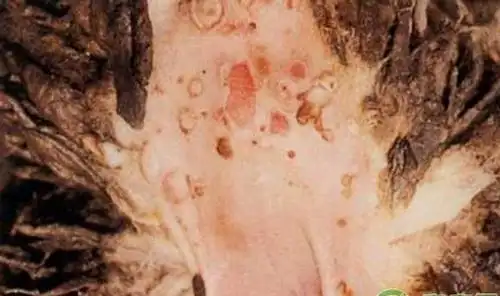 什么是羊疥螨病羊疥螨的预防治疗措施