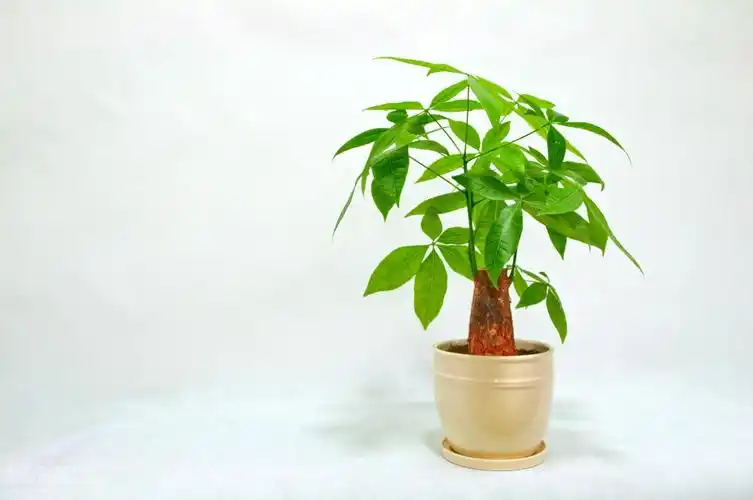 发财树如何养(发财树如何养殖更茂盛)