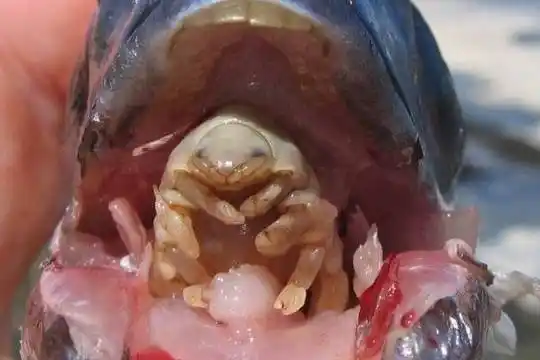 原创 这些令人作呕的寄生生物 虽然是为了生存但是还是好恶心