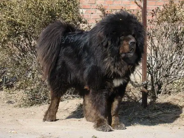 【品种名称】:西藏獒犬简称藏獒(zàng áo)