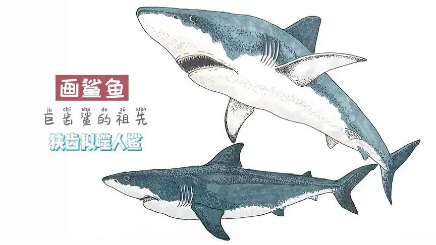 画巨齿鲨的祖先狭齿拟噬人鲨
