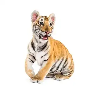 两个月大的小老虎坐在白色的背景下照片