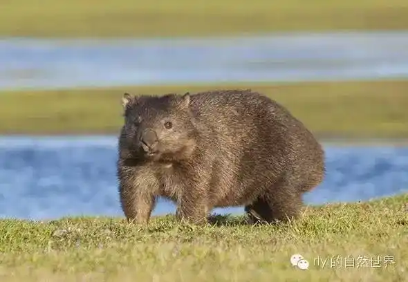 rlyl物种说今日塔斯马尼亚袋熊commonwombat