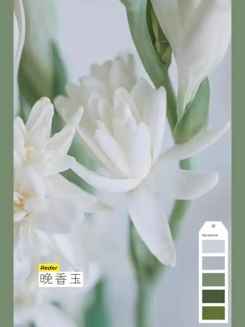 名字:晚香玉(又名:夜来香,月下香)花语:危险的快乐.
