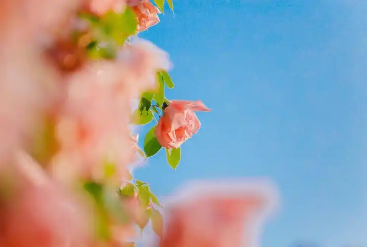 唯美浪漫月季花清新少女心摄影,图库-回车桌面