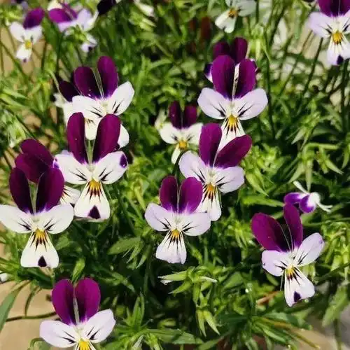 家里养了一盆"兔子花",越冷越开花,呼呼开爆盆