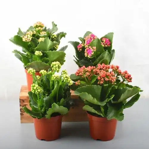 长寿花盆栽花苗花盆重瓣四季带花苞花卉室内土养盆栽绿植好养植物