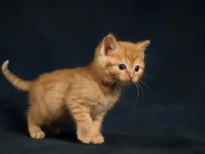 下载壁纸 1600x1200 毛茸茸的棕色小猫 桌面背景