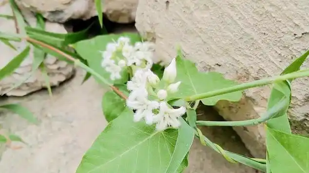 跌打损伤腰腿疼萝藦藤又被称为奶浆藤全身是宝好处多