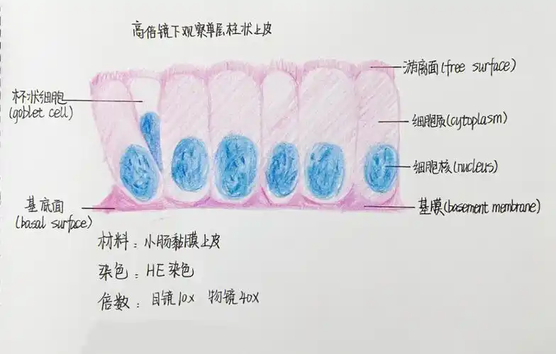 组胚作业单层柱状上皮细胞