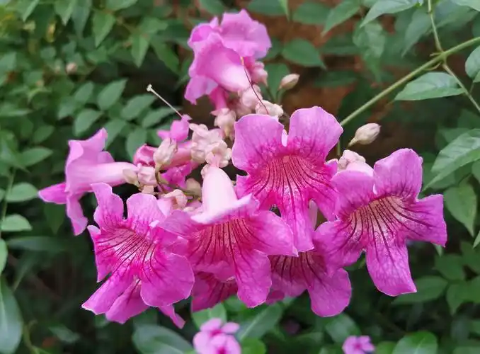 非洲凌霄,又称紫葳,五爪龙,红花倒水莲,倒挂金钟.属紫葳科植物.