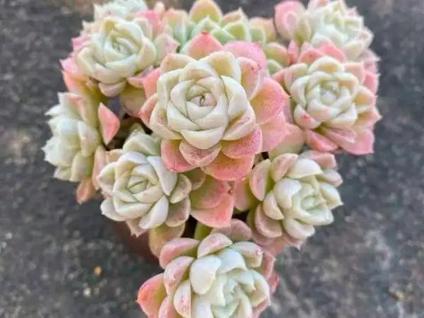 多肉白月影好看又好养在广东度夏也毫无压力一年出状态