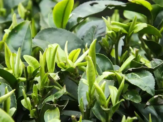 2014新茶金骏眉色选2级一芽一叶明前春