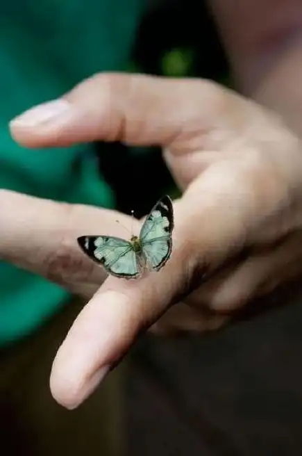停留在手上的美丽蝴蝶唯美意境图片