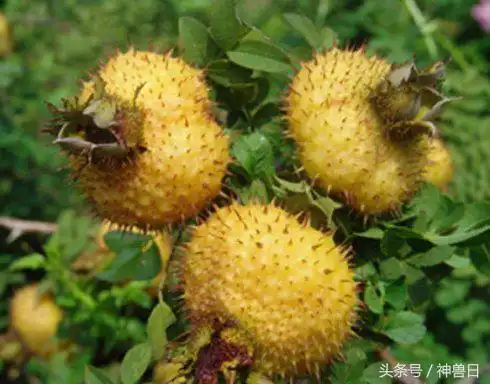 2,巴毛(也叫芦苇):最下端的杆犹如甘蔗可以吃,上部杆用来编玩具枪.