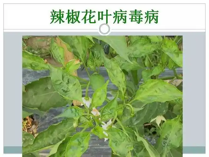 高清辣椒图谱,一眼就能辨认辣椒各种病虫害!含解决方案(收藏版)