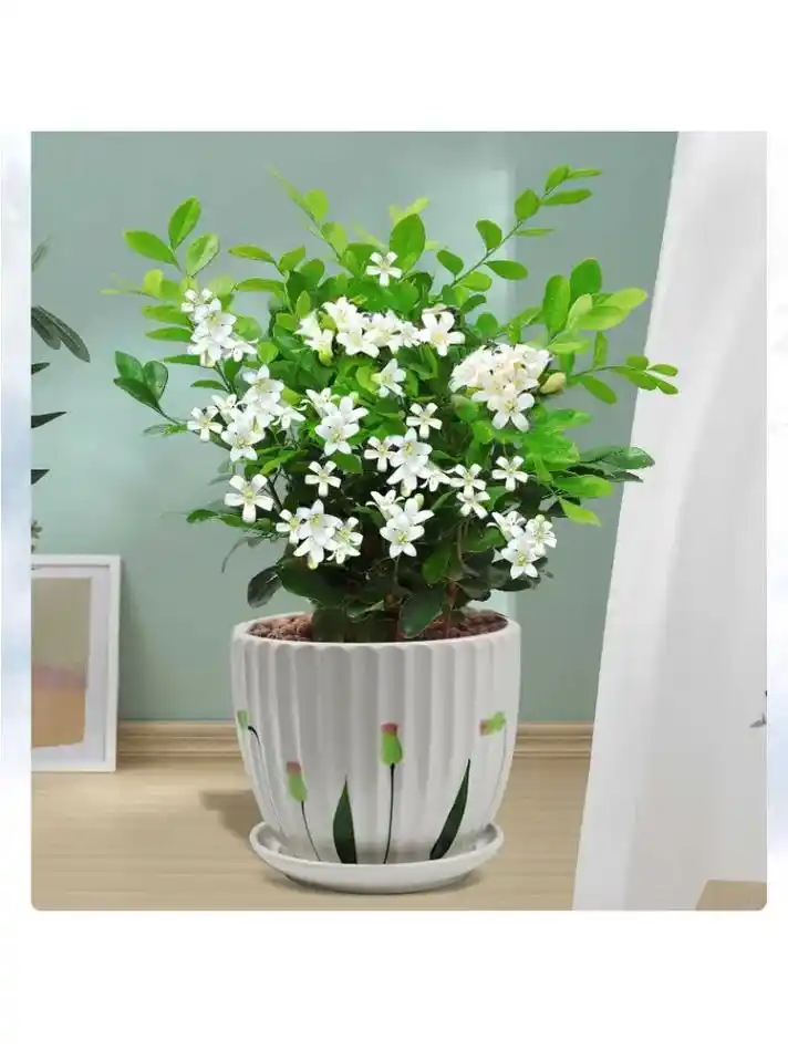 九里香盆栽,室内开花,驱蚊绿植,真的太香啦!老桩造型很有质感 - 抖音