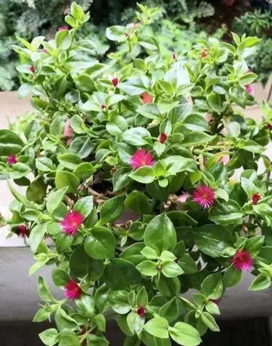 扦插牡丹吊兰做好3点,掐个枝叶就生根,猛长一大盆,好吃又好看