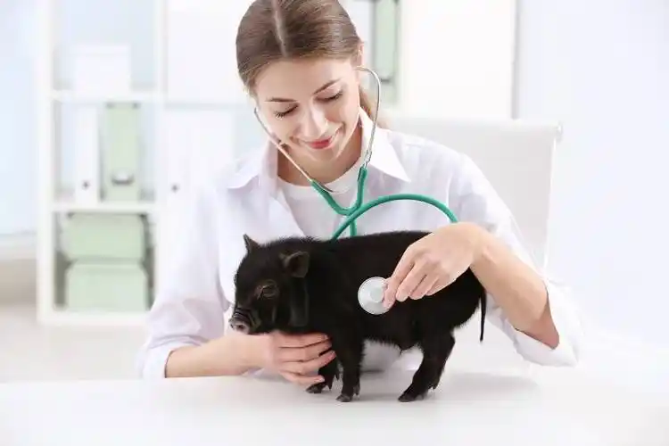 茶杯猪多少钱一只这么可爱的宠物猪