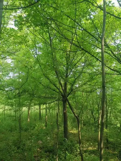 河南三角枫三角槭苗圃浙江三角枫供应咨询千喜苗木枝叶繁茂