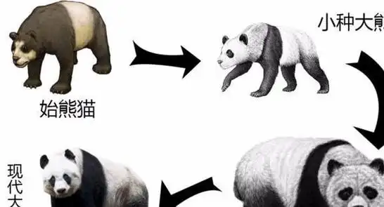 大熊猫成为"国宝"的过程,其实,也是一部活生生的大熊猫屠杀史