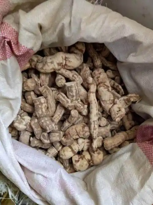 中药材批发雪里开拐子药