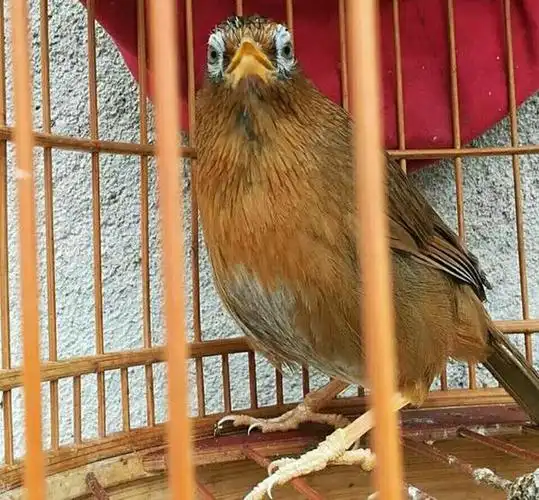 选画眉,看这几个方面,辨识鸟性