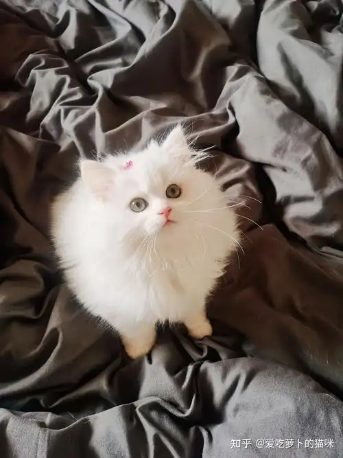 有没有大神解释一下,立耳纯白高地到底是一种什么猫? - 知乎