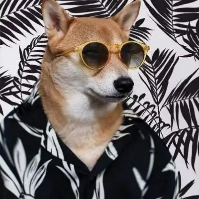 超拽狗头675304一个人的头像狗头无需朋友