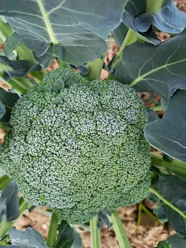 [炎秀西兰花批发] 有一万斤西兰花价格1.5元/斤 - 惠农网